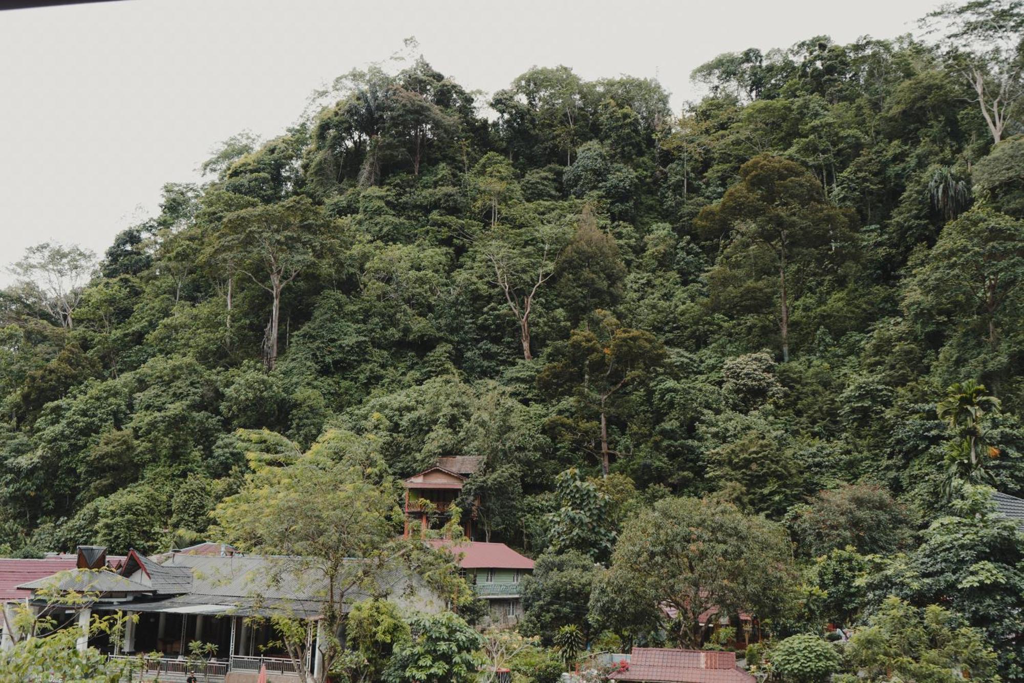 Charlys Little House Hotell Bukit Lawang Exteriör bild
